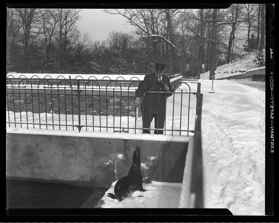 A view of a seal being fed at the Baltimore Zoo (now the Maryland Zoo in Baltimore) located in Druid Hill Park in northwest Baltimore City, Maryland. The grounds and enclosure are covered in snow. The zoo, one of the oldest in the United States, opened in 1876.