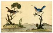 Watercolor scene of two birds on small branches reaching for flying insects. The branches extend from mounds of land atop the water, with mountains seen in the distance. From the sketchbook of Anne Brooke Ellicott (1794-1839), later known as Mrs. Thomas Tyson.
