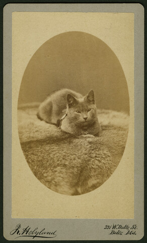 Portrait of cat — circa 1865-1880