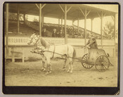 A costumed driver standing in a chariot pulled by two grey horses on the riding track at Tolchester, Maryland. In the background are three figures observing from a grandstand. Tolchester was the site of the Tolchester Beach Amuseument Park, which consisted of a bathing beach, amusement park, racetrack, and hotel, and was in operation from…