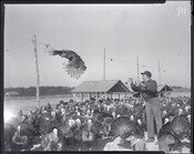 A turkey in flight above a rafter of turkeys, with a man standing to the right. The man's pose indicates he may have spurred the turkey's flight.