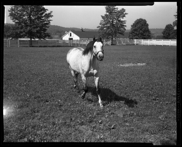 Native Dancer in motion at Sagamore Farm — 1957