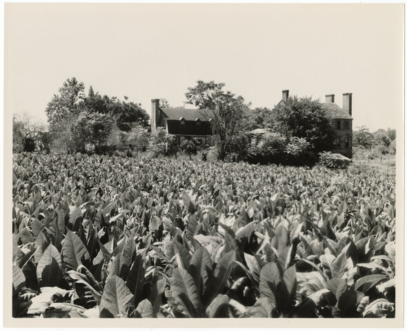 Tobacco fields in Port Tobacco, Charles County, Maryland — circa 1950