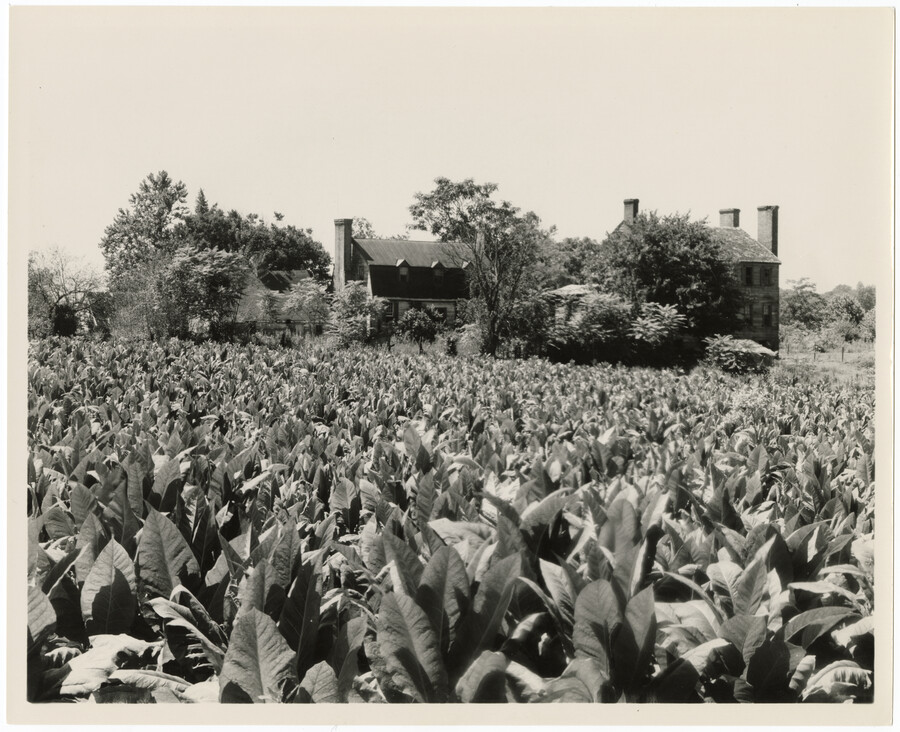 Tobacco fields in front of an unidentified house in Port Tobacco, Charles County, Maryland.