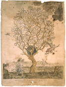 A print depicting the allegory of the Tree of the Knowledge of Good and Evil. A tree in the middle has no leaves but many fruits, each labeled with a particular sin or vice, e.g. "Unkindness," "Self Love," "Discontent," etc. The tree grows out of "Unbelief" and is watered by a winged figure to the…