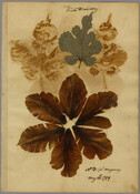 A page with a pressed leaf and flower from a white mulberry tree, presumably from the garden of Annapolis silversmith and craftsman William Faris. Beside the leaf is residue from where two other leaves may have previously been affixed. The page is titled "White Mulberry" and contains the note "No.3 Gen'l Mongomery" and date "May…