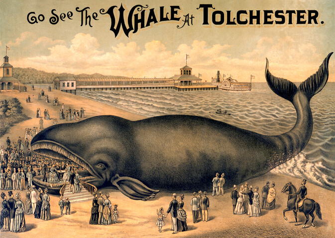 Go see the whale at Tolchester — 1889