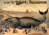 A poster advertising a beach attraction for visitors to walk inside a whale's mouth for a fee. According to an article in the May 30, 1899 issue of the Baltimore American newspaper, a seventy-five ton (species unspecified) whale was captured off the coast of Cape Cod on June 5, 1888. The Egyptian Balm Company in…