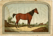 A print of trotting horse Flora Temple standing in a pasture. Flora Temple broke numerous racing records in the mid-19th century, and is the "BobTail Nag" referred to in the song "Camptown Races" by Stephen Foster. This image is captioned "Flora Temple. 2-24 1/2 in harness, Union Course, L. I. September 2, 1856."