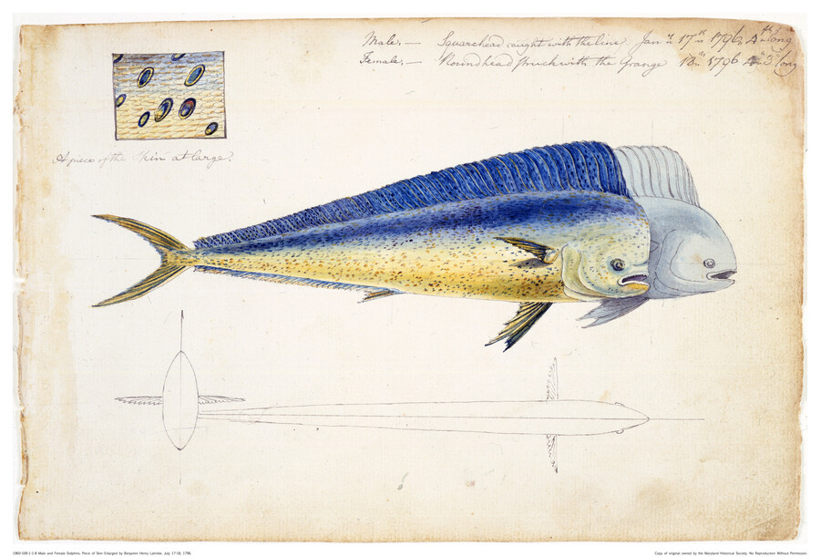 Watercolor on paper drawing of "Male and Female Dolphinfish", January 17-18, 1796, from the Latrobe Sketchbooks, by Benjamin Henry Latrobe. This drawing features cross-sectional views of a male and female dolphinfish, also known as mahi-mahi. The square-headed male was "caught with the line" on January 17 and the round-headed female was caught on January 18.…