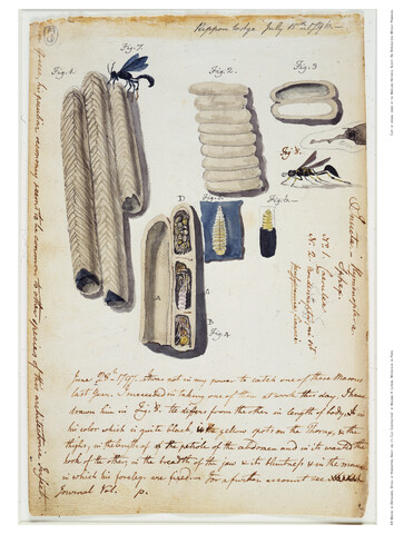 Masons or Dirt Daubers, Details of Hymenoptera — 1796-07-15