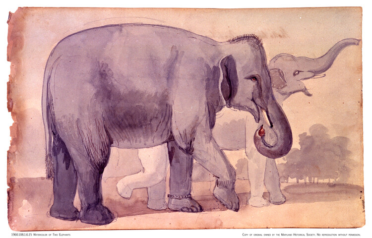 Two Elephants — 1811