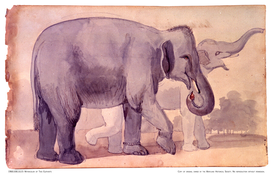 Watercolor on paper drawing of "Two Elephants", 1811, from the Latrobe Sketchbooks, by Benjamin Henry Latrobe. This is one of two consecutive drawings featuring elephants in Sketchbook VI. The drawing features two of these animals side by side. The other drawing was captured while Latrobe was near Clarksburg, Maryland.