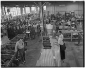 Elevated view of male and female workers at an unidentified factory. Many of the workers are posing in a group, while others appear to still be at work.