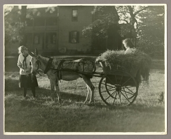 Peanuts the donkey pulling a hay-cart — circa 1912