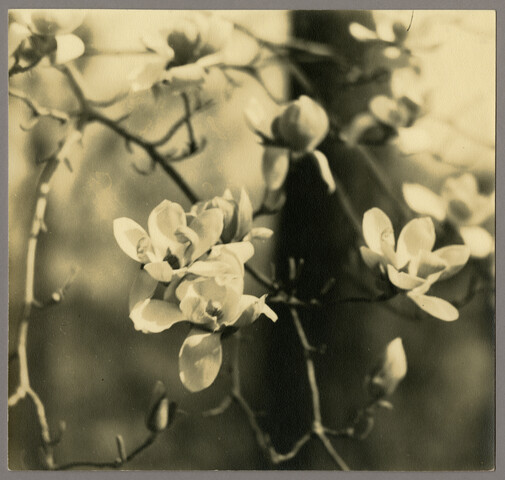 Flowers – tree blossoms — circa 1930