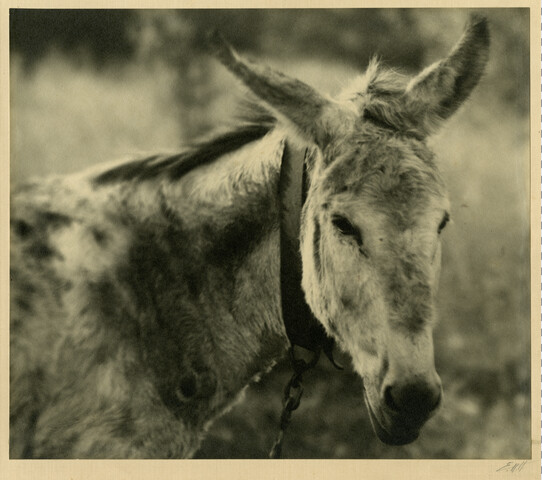Peanuts the donkey — circa 1912