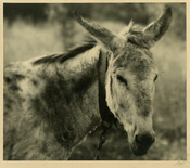 A portrait of Peanuts, the donkey of the Baltimore area-based Hayden family. In the photograph, Peanuts wears a collar and chain.